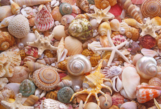 istock Seashells background, many seashells, pearls and starfishes 1280993512