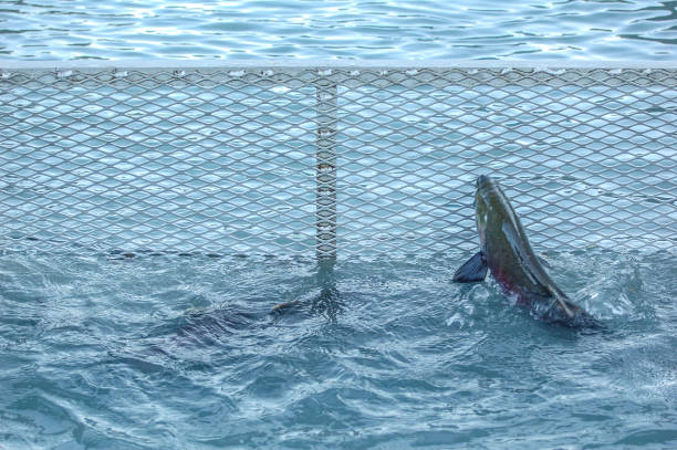 The Journey of a Salmon