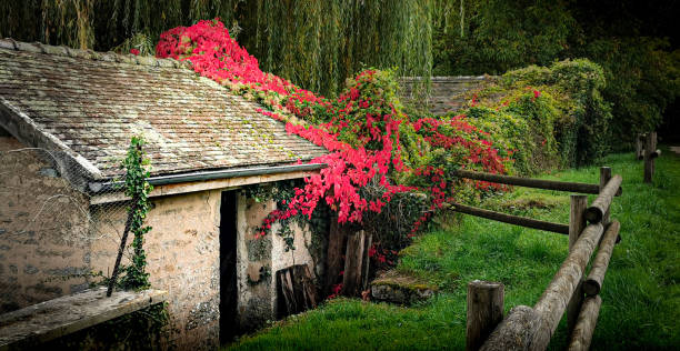 istock A cabin in the forest covered with Virginia creeper 1280994990