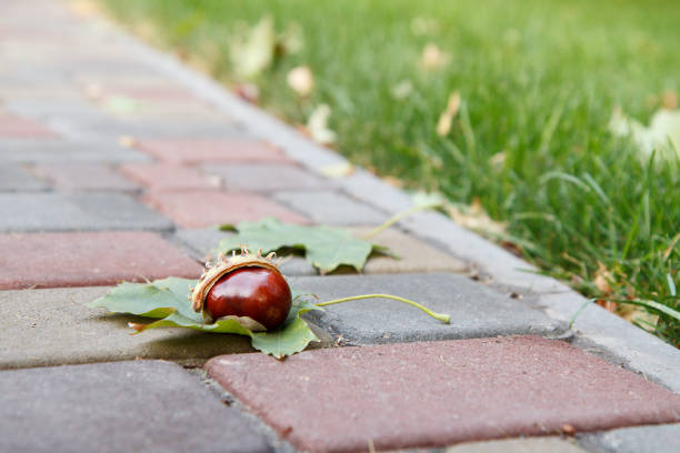 Fresh chestnut with husk and green leaf on sidewalk in the city park