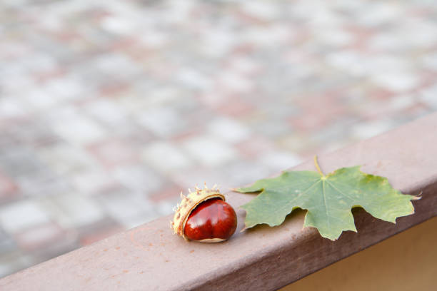 Fresh chestnut with husk and green leaf on metalic fence in the city park
