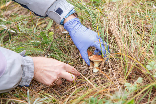 istock Woman is picking mushrooms in autumn forest 1280997656