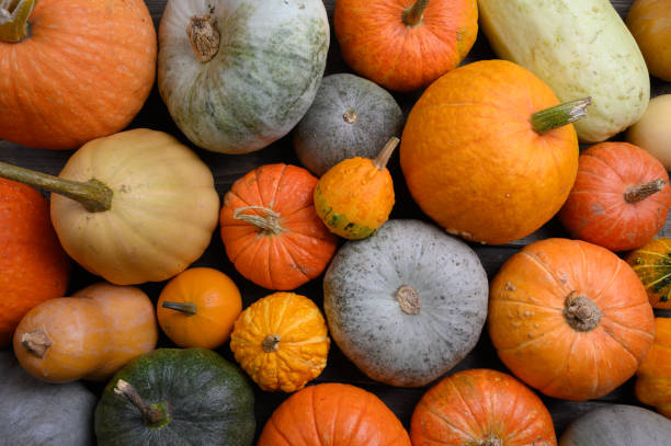 istock Autumn harvest colorful squashes and pumpkins in different varieties. 1280997785