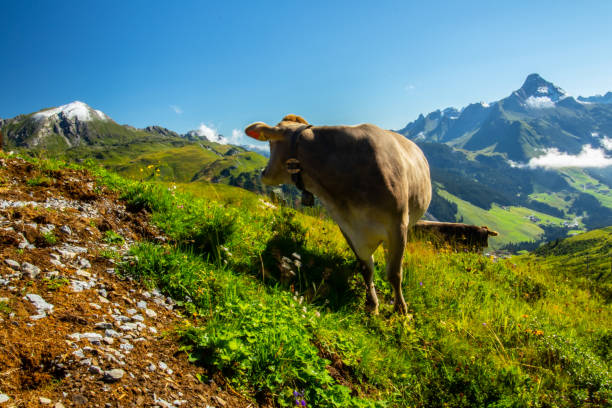 istock A brown cow looking at the mountains 1280998082