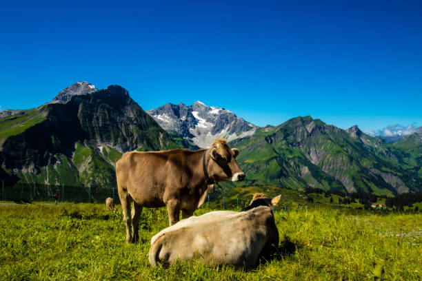 istock Two brown cows in front of a mountain range 1280998086