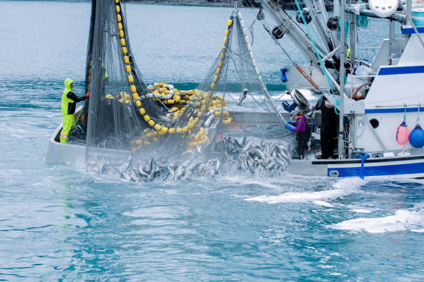 Commercial Fishing in Alaska July 9, 2020 Valdez, Alaska Commercial fishing in the Valdez harbor involves lots of fish. The pink salmon are gathered up and will soon be taken to canneries.  Catching the dish in the nets is a group egfort.  The v
Members of the fishing boat work in unison to bring in the large catch. On this day they are gathering Pink Salmon. These salmon will be taken to canneries to be processed. fishing boat stock pictures, royalty-free photos & images