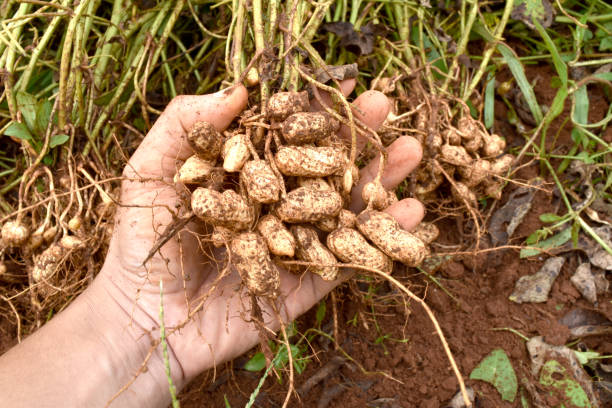 토양에서 신선한 유기농 땅콩을 수확하는 손. - peanut peanut crops plant root 뉴스 사진 이미지