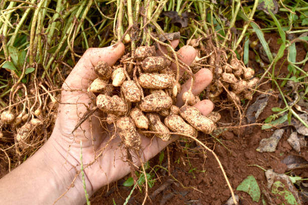 hands harvesting fresh organic peanut from soil. - arachis hypogaea fotos imagens e fotografias de stock