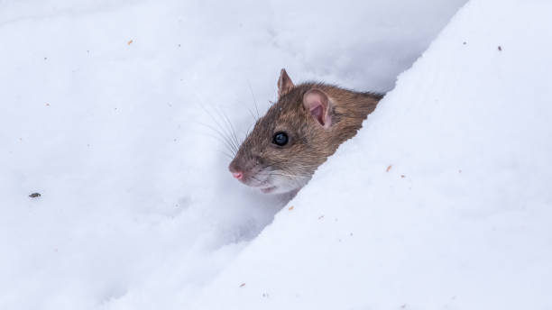 istock Brown rat is eating seeds sitting on the snow 1280999848