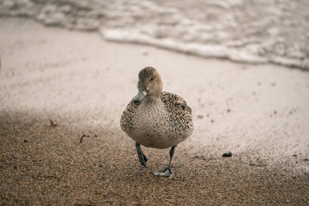 Wild ducks at the lake in rain