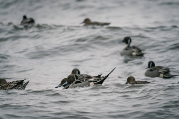istock Wild ducks at the lake in rain 1281000663