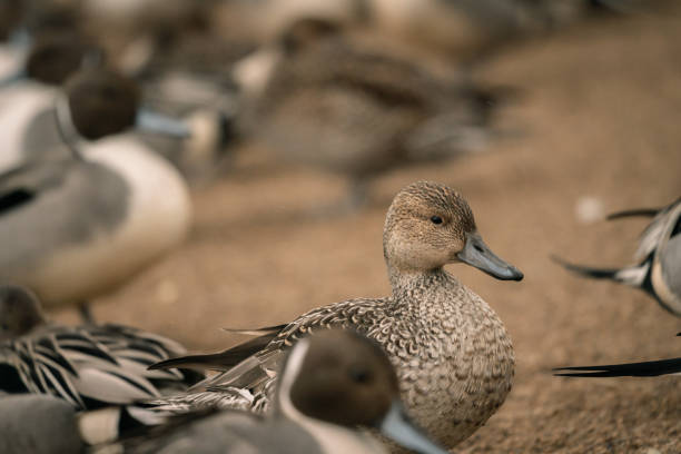 istock Wild ducks at the lake in rain 1281000673