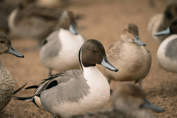 istock Wild ducks at the lake in rain 1281000676