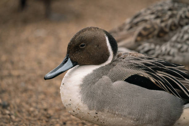istock Wild ducks at the lake in rain 1281000693