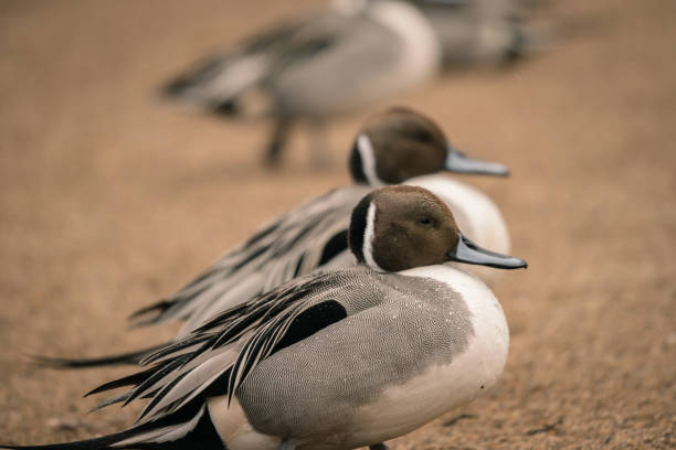 istock Wild ducks at the lake in rain 1281000701