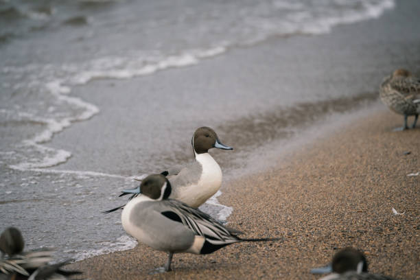 istock Wild ducks at the lake in rain 1281000746