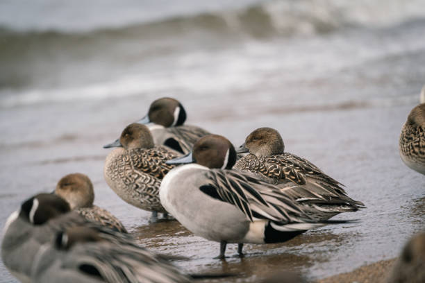 istock Wild ducks at the lake in rain 1281000778
