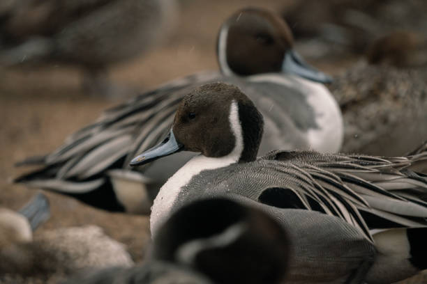 istock Wild ducks at the lake in rain 1281000925