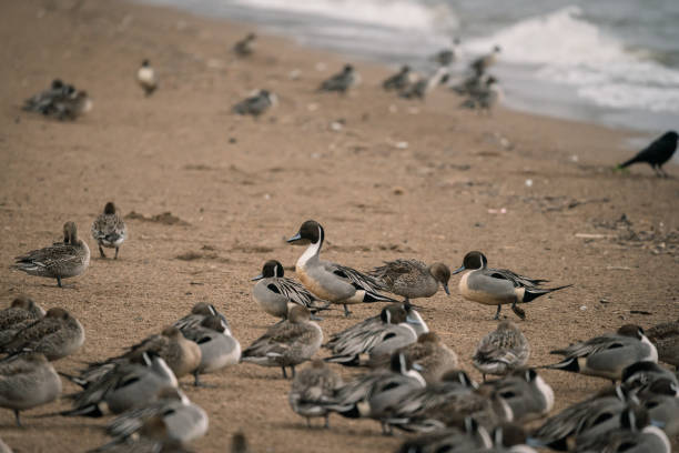 istock Wild ducks at the lake in rain 1281000931