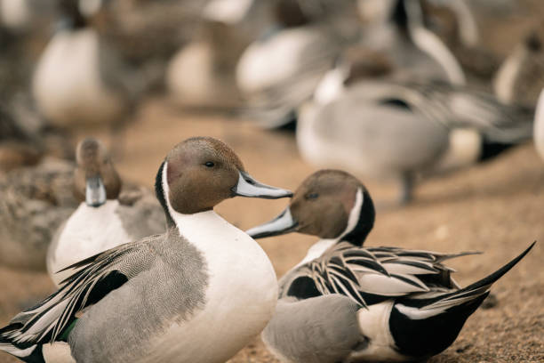 istock Wild ducks at the lake in rain 1281001010