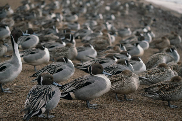 istock Wild ducks at the lake in rain 1281001028