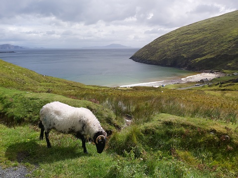 The view of Keem Bay as a mountain ewe grazes freely on the hillside