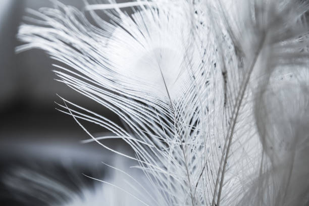 istock White peacock feather, close-up photo 1281001599