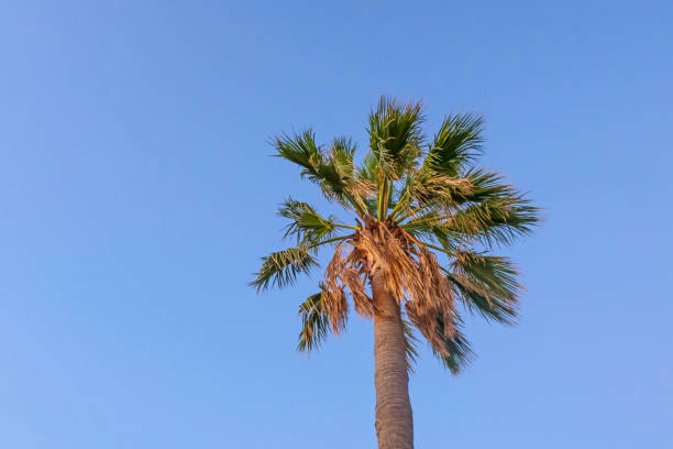 istock palm tree with green leaves in summer season 1281002591