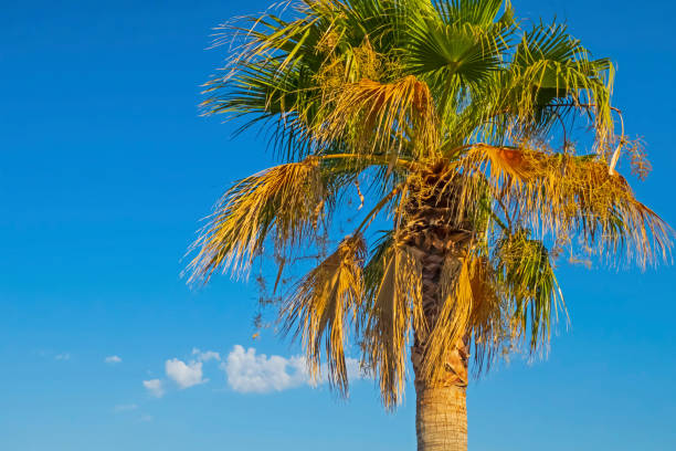 istock palm tree with green leaves in summer season 1281002714