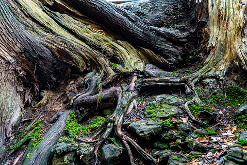 Close up of the roots of a tree in the autumn forest.