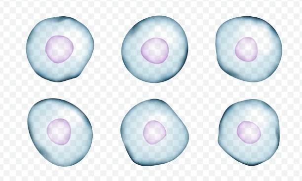 реалистичные бактерии - animal cell stock illustrations