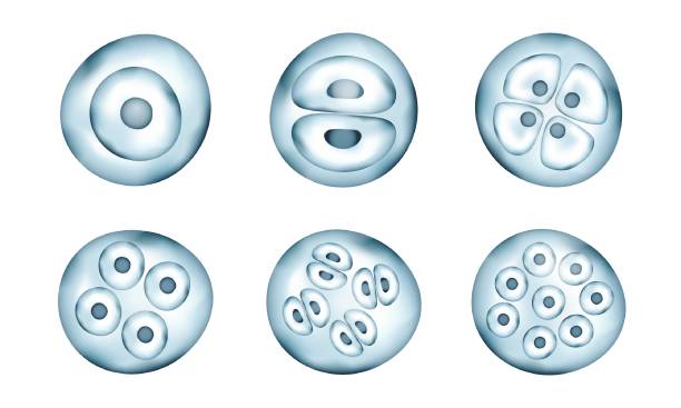 illustrazioni stock, clip art, cartoni animati e icone di tendenza di batteri realistici - embryology