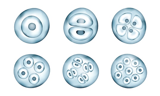 Realistic vector cells division. Stages of human embryonic development. Medical or biology science template.