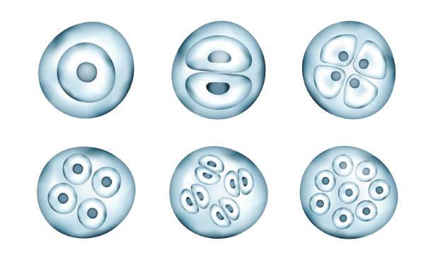 Realistic bacteria Realistic vector cells division. Stages of human embryonic development. Medical or biology science template. cell structure stock illustrations