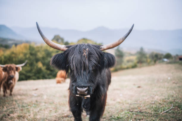 Portrait of black beautiful Scottish cattle in the mountains.