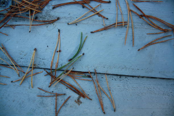 istock Pine needles on the wooden background 1281006999