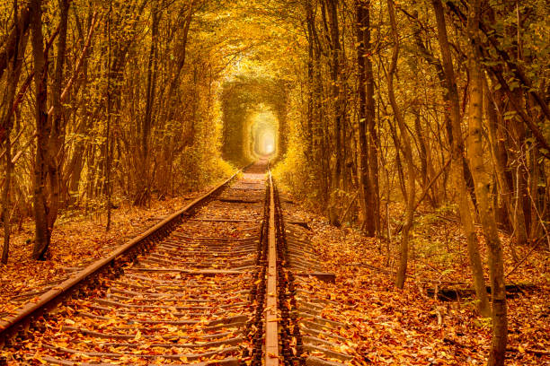 Autumn Railway Forest Tunnel Tunnel of love in Ukraine. Railroad tracks through deciduous forest. Autumn day vinnytsia photos stock pictures, royalty-free photos & images