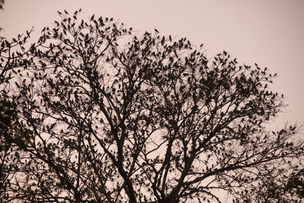 rebanho de pássaros em árvore - 3504 - fotografias e filmes do acervo