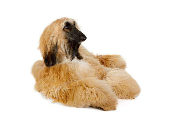 istock Red haired Afghan Greyhound dog isolated on white background 1281009370