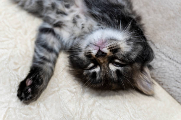 Picture a small kitten, a beautiful background or cover for notebooks