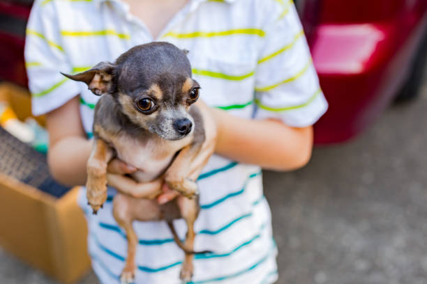 Cute Chihuahua Puppy in Child's Hands stock photo