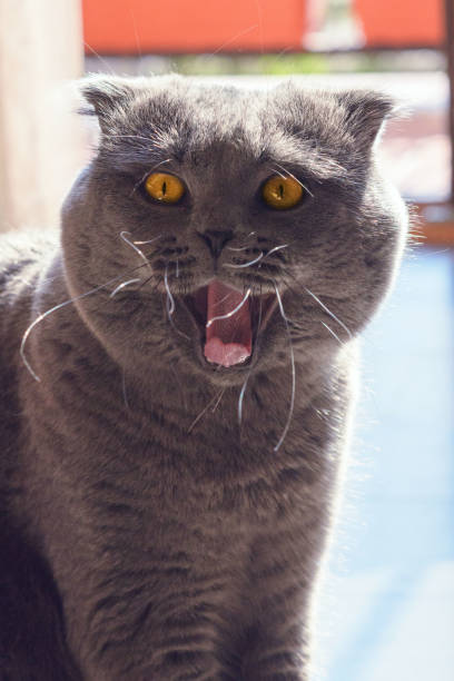 istock Scottish Fold cat yawns. A pet. 1281011229
