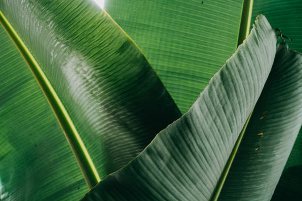 istock Abstract, nature Green leaf background and beautiful wallpaper. 1281012313