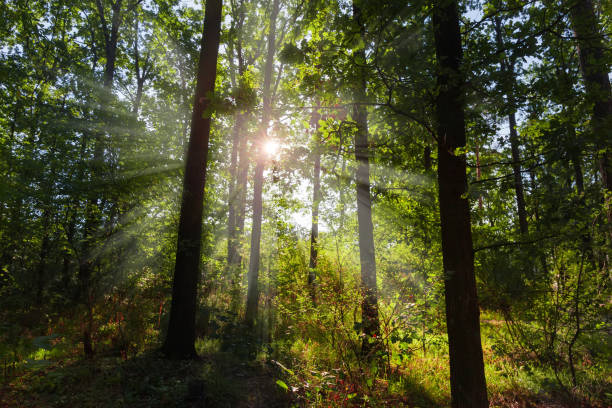 Section of the morning forest with beams of the sun penetrate through the trees branches in summer backlit