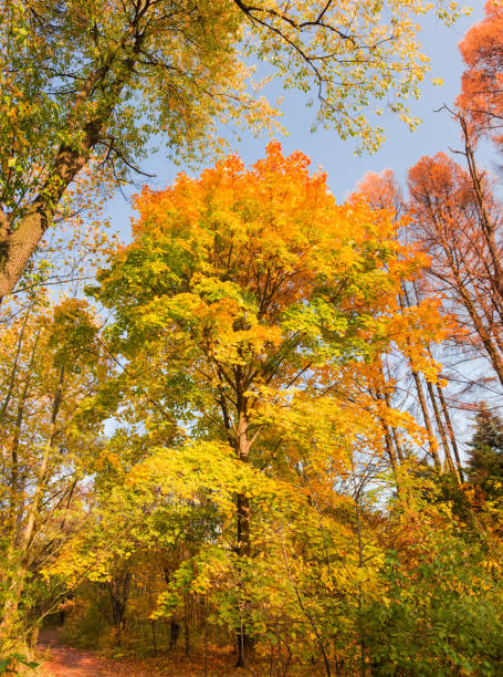 istock Old maple with bright autumn leaves in park 1281012492