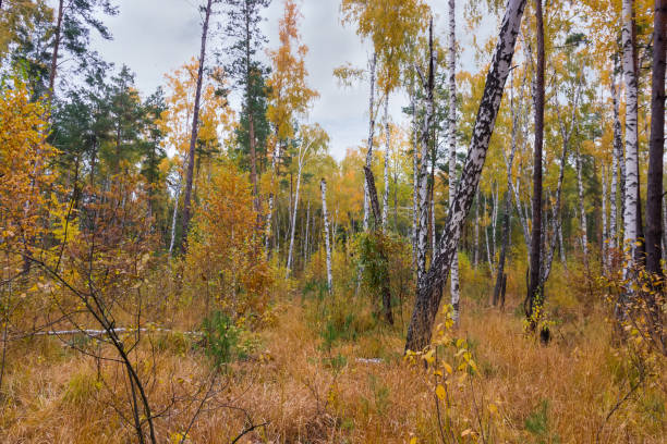 istock Section of the autumn mixed forest in overcast weather 1281013165