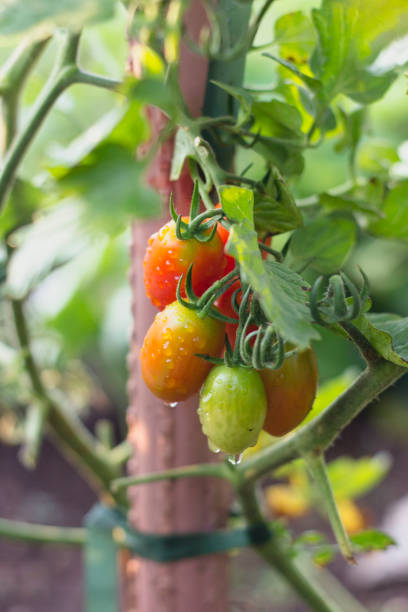 istock Homegrown almond tomatoes in garden 1281013470