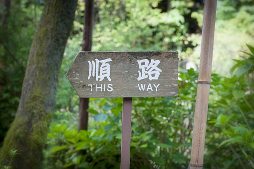 Signpost saying “THIS WAY” in Japanese and English in forest
