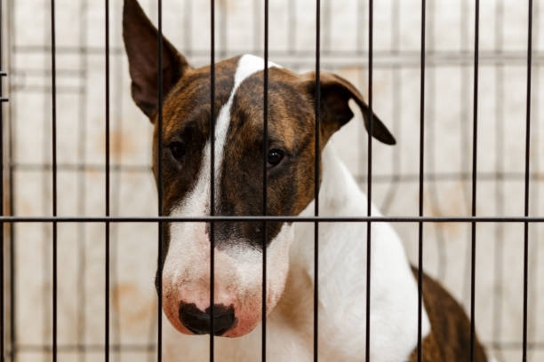 istock Homeless dog looking through the bars 1281013856