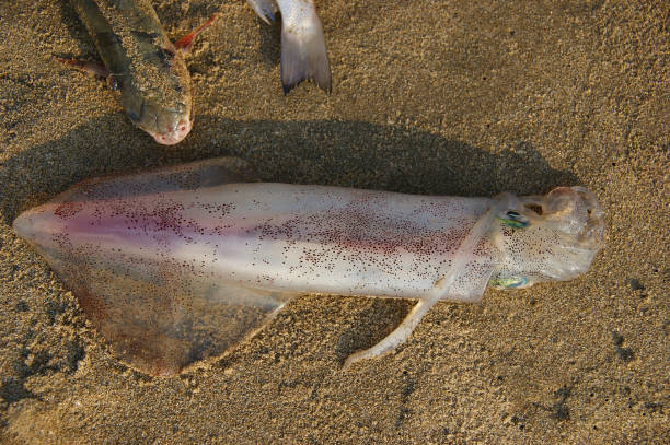 small squid in the morning catch. squid lying on the sand